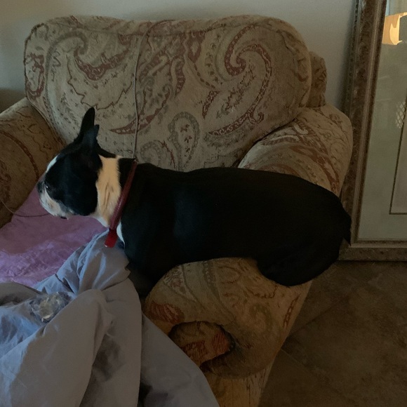 ❤️ ❤️ CASH ❤️ ❤️ our newest family member. - Picture 5 of 12